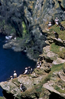 Shetland Prints: Puffins on cliffs