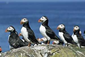 Roosting Prints: Puffins (Fratercula arctica), Farne Islands, off Northumbria, England, United Kingdom