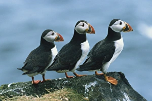 Looking To Side Prints: Three puffins on rock