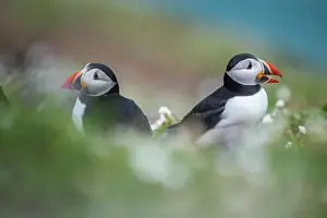 Togetherness Prints: Puffins on Skomer Island, Pembrokeshire Coast National Park, Wales, United Kingdom
