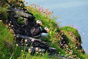Birds Prints: Two puffins, Westray, Orkney Islands, Scotland, United Kingdom, Europe