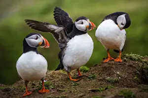 Spread Wings Prints: Puffins at the Wick, Skomer Island, Pembrokeshire Coast National Park, Wales, United