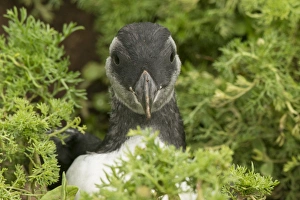 Burrow Prints: Pufflin at entrance to burrow, Wales, United Kingdom, Europe