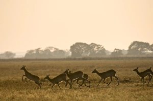 Brushland Prints: Puku, Busanga Plains, Kafue National Park, Zambia, Africa