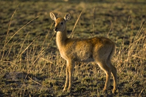 Images Dated 15th July 2007: Puku, Kafue National Park, Zambia, Africa