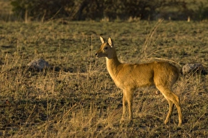 Images Dated 15th July 2007: Puku, Kafue National Park, Zambia, Africa