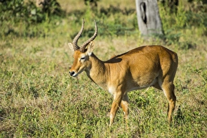 Male Animal Prints: Puku (Kobus vardonii) antelope, South Luangwa National Park, Zambia, Africa