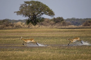 Images Dated 17th July 2007: Puku (Kobus vardonii), Busanga Plains, Kafue National Park, Zambia, Africa