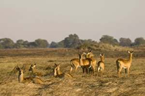 Images Dated 16th July 2007: Puku (Kobus vardonii), Busanga Plains, Kafue National Park, Zambia, Africa