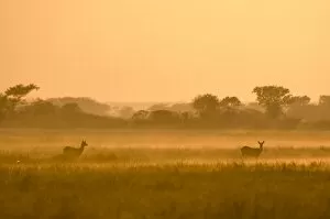 Images Dated 16th July 2007: Puku in the mist at sunrise, Busanga Plains, Kafue National Park, Zambia, Africa