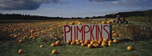 Images Dated 6th November 2009: Pumpkin field, Seattle, Washington State, United States of America, North America