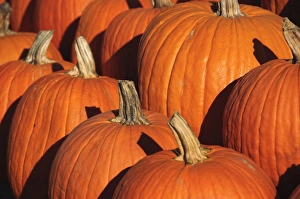 Uniformity Prints: Pumpkins, The Hamptons, Long Island, New York State, United States of America