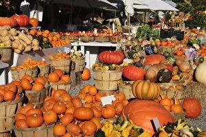 Images Dated 31st October 2008: Pumpkins, The Hamptons, Long Island, New York State, United States of America