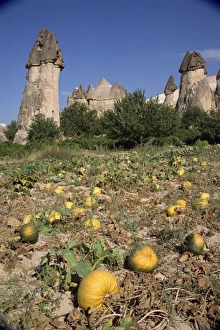 Squashes Prints: Pumpkins and melons in Pashas vineyard