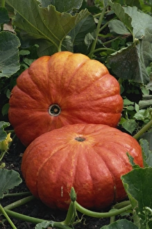 Vege Table Prints: Pumpkins, Potager du Roi, Versailles, France, Europe