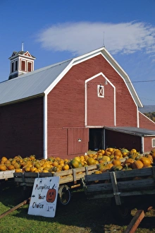 Northeast Prints: Pumpkins for sale in front of a red barn