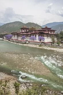 Images Dated 27th April 2010: The Punakha Dzong (Pungtang Dechen Photrang Dzong) is the administrative centre of