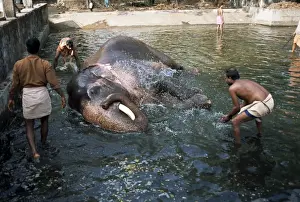 Washin G Prints: Punnathur Kotta Elephant Fort housing 50 elephants