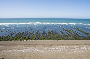 Algae Prints: Punta Cantor, Valdes Peninsula, Patagonia, Argentina, South America