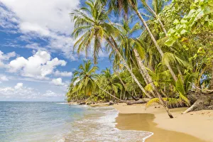 Arecaceae Prints: Punta Uva beach in Puerto Viejo, Limon, Costa Rica, Central America