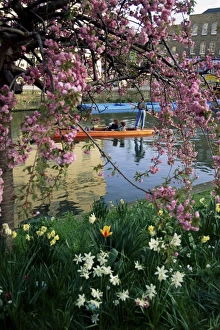 Cambridge Prints: Punting in spring, Cambridge, Cambridgeshire, England, United Kingdom, Europe
