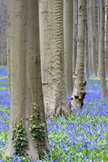 Lush Prints: Purple carpet of blooming bluebells framed by trunks of the giant Sequoia trees in
