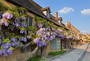 Homes Prints: Purple flowering wisteria on a Cotswold stone house wall in the village of Broadway
