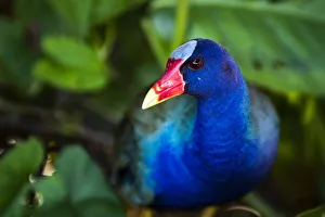 Alajuela Province Prints: Purple Gallinule (Porphyrio Martinicus), a type of Swamphen at Boca Tapada, Alajuela