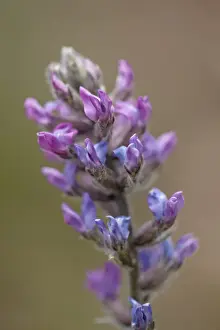 Purple Loco (Lamberts Loco) (Colorado Loco) (Oxytropis lambertii)