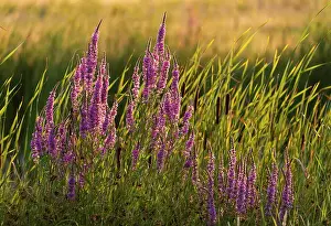 Still Life Prints: Purple loosestrife (Lythrum salicaria) in evening sunlight