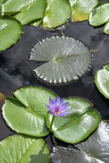 Petals Prints: Purple Lotus Flower (nelumbo nucifera) in full bloom in Pamplemousses Garden