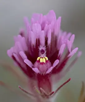 Purple Owls Clover (Exserted Indian Paintbrush) (Escobita) (Castilleja exserta)