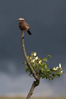 Bird Watching Prints: Purple roller (Coracias naevius), Masai Mara, Kenya, East Africa, Africa