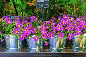 Gardening Prints: Purple and yellow calibrachoa petunias in metal pots create bright display in a garden setting