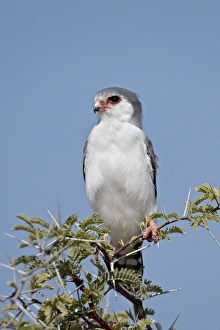 Pygmy falcon (Polihierax semitorquatus), Kgalagadi Transfrontier Park, encompassing the former Kalahari Gemsbok National Park, South
