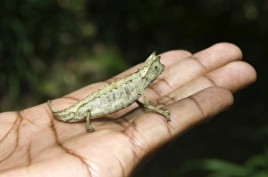 Pygmy leaf chameleon (Brookesia minima), Madagascar, Africa