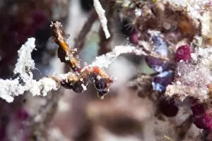 Pygmy seahorse (Hippocampus pontohi), Sulawesi, Indonesia, Southeast Asia, Asia