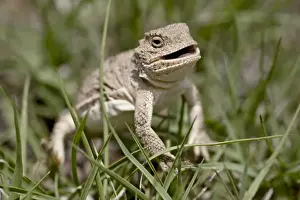 Grassy Prints: Pygmy short-horned lizard (Phrynosoma douglasi douglasi), Pawnee National Grassland