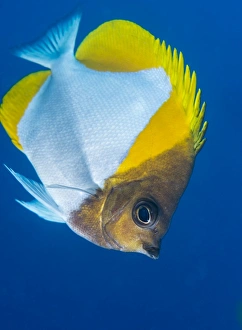 Sealife Prints: Pyramid butterflyfish (Hemiaurichthys polylepis), Queensland, Australia, Pacific