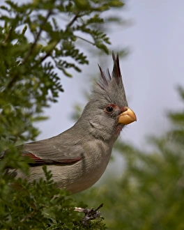 National Forest Prints: Pyrrhuloxia (Cardinalis sinuatus) female