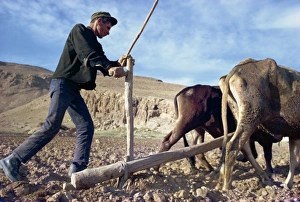 Ploughing Prints: Qashqai man ploughing