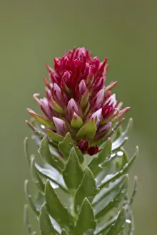 Green Colour Prints: Queens crown (rose crown) (redpod stonecrop) (Clementsia rhodantha) (Sedum rhodanthum) (Rhodiola rhodantha)