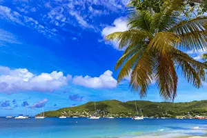 Palm Prints: Quiet Caribbean, sea shore palm trees, beautiful Port Elizabeth, Admiralty Bay, Bequia