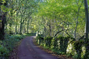A quiet tree lined lane in the Duddon Valley, Lake District National Park, Cumbria