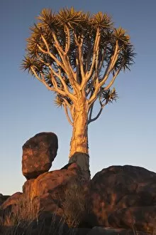 Quiver tree (Aloe dichotoma), Quiver tree forest, Keetmanshoop, Namibia, Africa