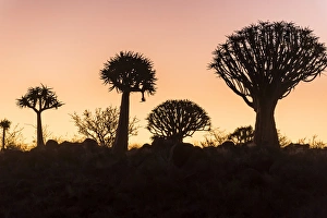 Aloe Prints: Quiver tree forest (Aloe dichotoma) at sunset, Gariganus farm, Keetmanshoop, Namibia