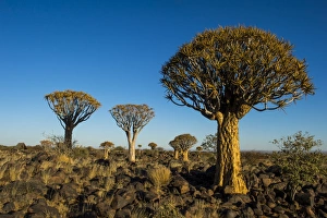 Quiver tree forest (Aloe dichotoma) at sunset, Gariganus farm, Keetmanshoop, Namibia