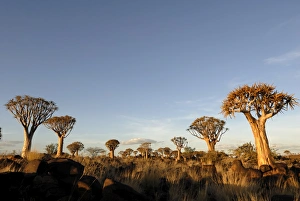 Images Dated 13th January 2009: Quiver tree forest, Keetmanshoop, Namibia, Africa