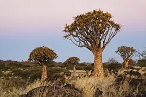 Quiver Tree Forest at sunset, Keetmanshoop, Namibia, Africa
