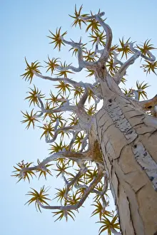 A Quiver Tree gets its name from the San people who used the tubular branches to